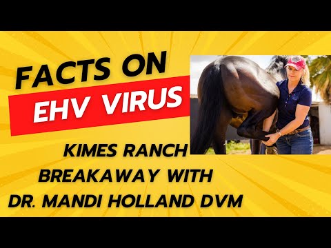 Fakten zum EHV-Pferdevirus mit Dr. Mandi Holland, Tierärztin