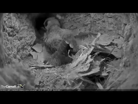 Bermuda Petrel Chick Fledges the Burrow! – June 5, 2017