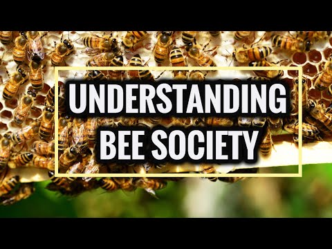 , title : 'Honey Bee Society Structure and Organization