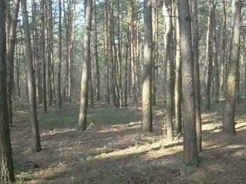 Hej dzień się budzi-Jolanta Borusiewicz