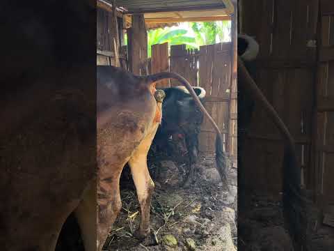 SAPI BENTO😭