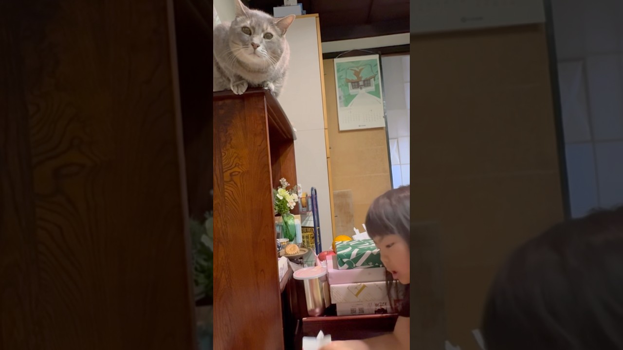 蚤の市期間中.. お腹が空いても２階に上がらないので抱っこされてやって来て.. 孫の給餌に忙しなく.. ボクは散歩に出ると踏み台に乗って.. グルッとまわって帰って来た猫…【散歩・1200日目】…