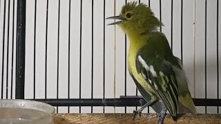 Download lagu Sirtu Gacor,Narung full emosi. paling cepat dan bikin sirtu manapun cepat bunyi dan ikut Gacor mp3