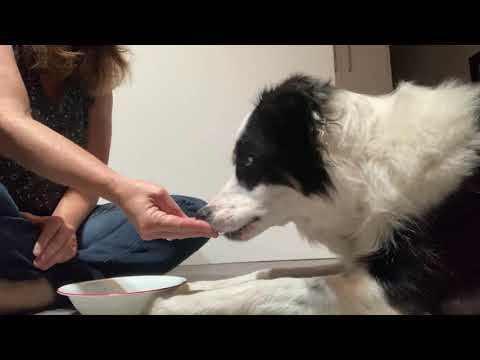 Evolve Dog Training Inc. video.