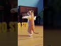 cat dance see this#youtub 😃😃🐭🐭🐭🐭🙂🙂#shortsvideo