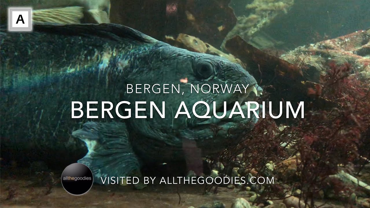 Discover the captivating highlights of Bergen Aquarium.