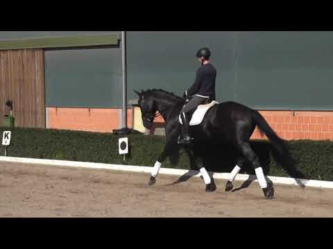 Bon Compain v. Bon Bravour