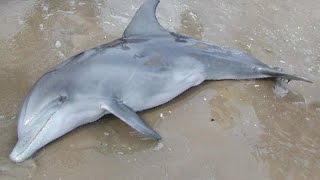 preview picture of video 'Dolphin Rescue (Cunit beach, Tarragona)'