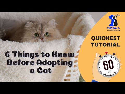 Before Adopting a Cat Ask  6 Questions (1 min. tutorial)