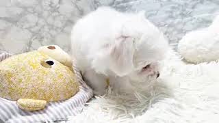 マルチーズの動画01