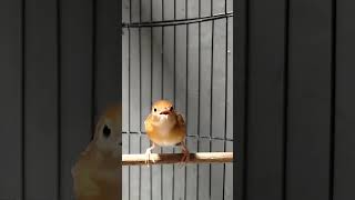 Download lagu cici padi gacor mp3