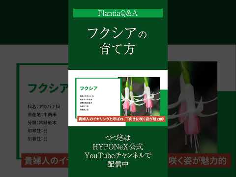 庭にあるディルの芳香植物と薬用植物は何ですか 抗酸化物質 カリウム ビタミン C