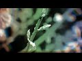 Baarish ️ Monsoon Season Whatsup Status Love Rainy Season Aesthetic Video
