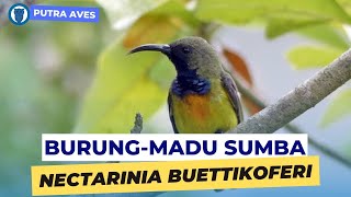 Download lagu Burung-madu Sumba- Nectarinia buettikoferi/Nectariniidae - Apricot-breasted Sunbird mp3