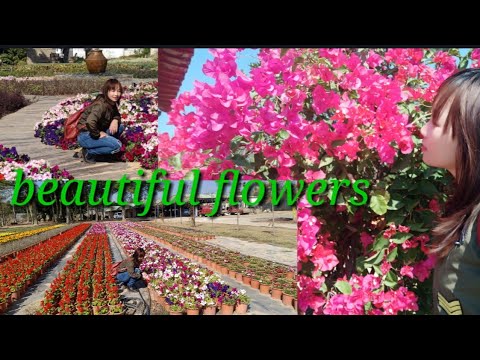 flowers are already prepared ...to plant at the side walk