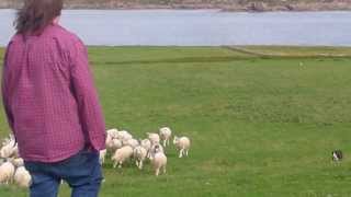 preview picture of video 'Shepherd dog in action, Iona, Scotland'