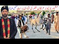 Famous YouTuber irfan Zafar Kashmir Tv Wedding Full Video | Best Wedding in Mirpur