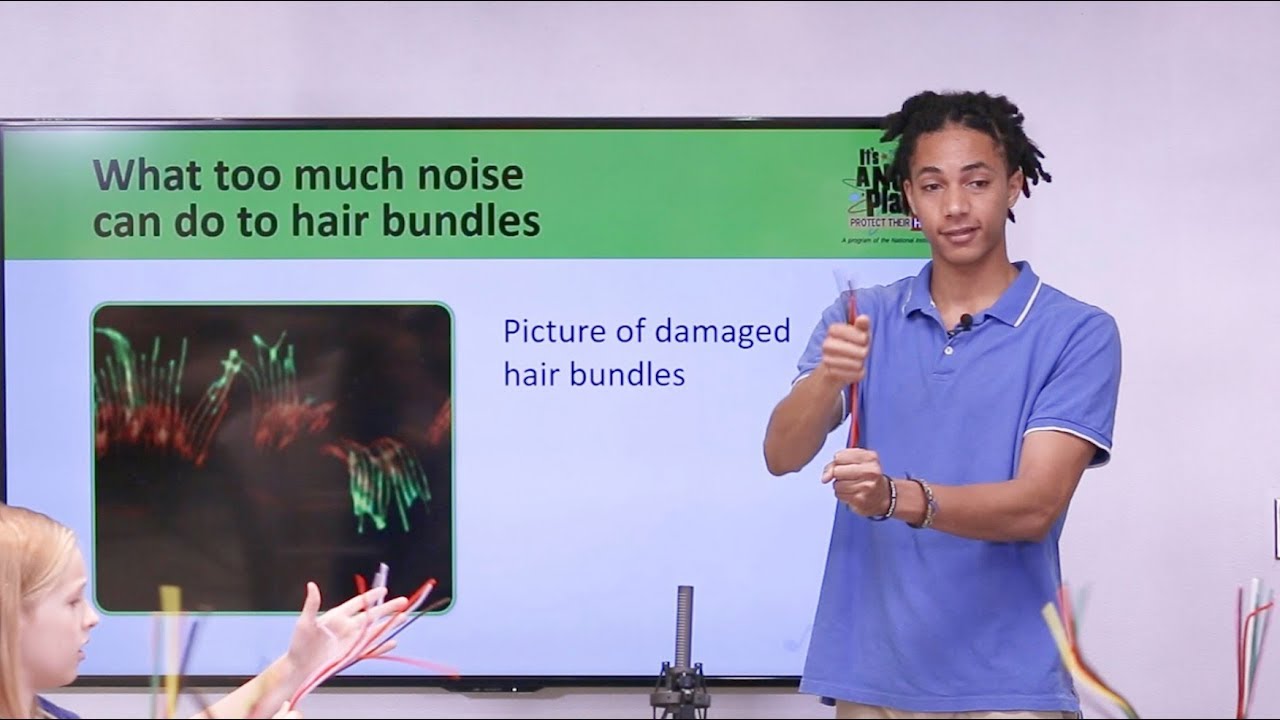 Hair Cell Classroom Demonstration: Loud Sounds Can Damage Hair Cells