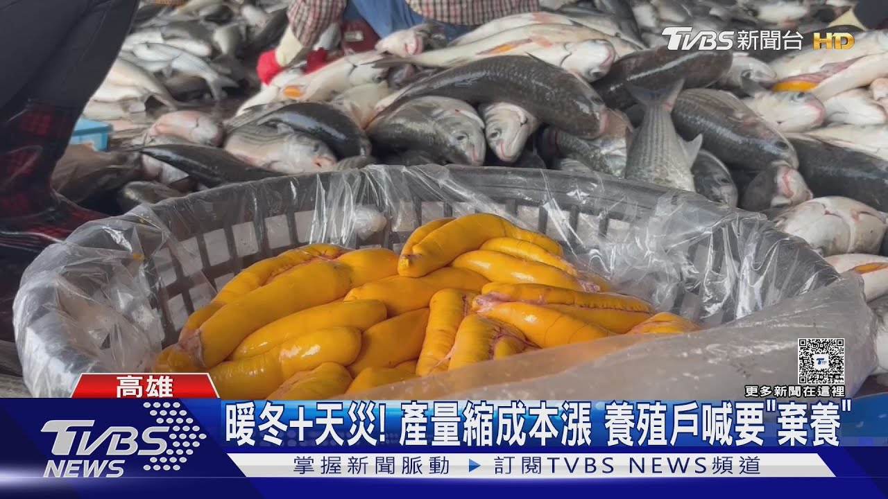 烏金報到! 卡車卸貨如瀑布般 成本高漲養殖戶要「棄養」