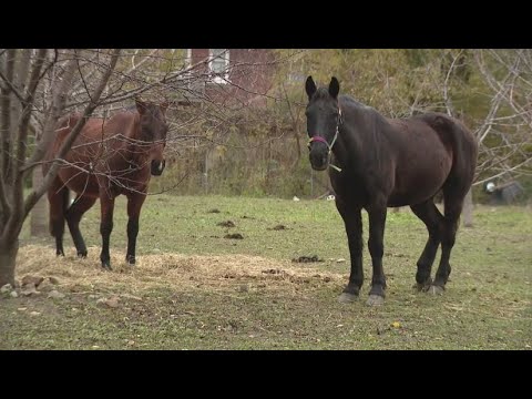 City targets Detroit farm's animals, fueled by ordinance