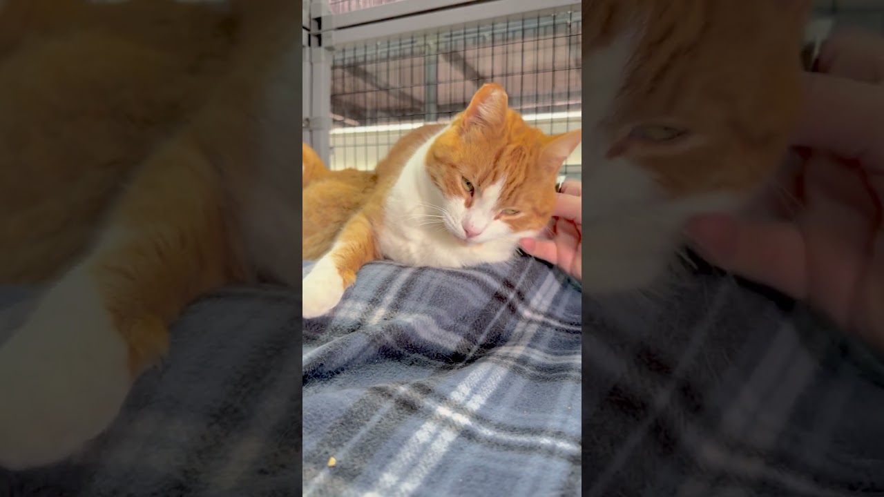 Enlarge Arlo, a Adoptable Domestic Short Hair in Redwood Valley, CA video 6/6
