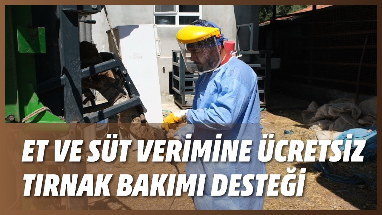 ET VE SÜT VERİMİNE ÜCRETSİZ TIRNAK BAKIMI DESTEĞİ