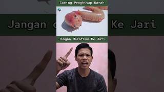 Download lagu Pria Ini Mendekatkan Tangannya Pada Cacing Mengerikan !! 😱 #storytelling #animals #vampire #shorts mp3 Download lagu Pria Ini Mendekatkan Tangannya Pada Cacing Mengerikan !! 😱 #storytelling #animals #vampire #shorts mp3