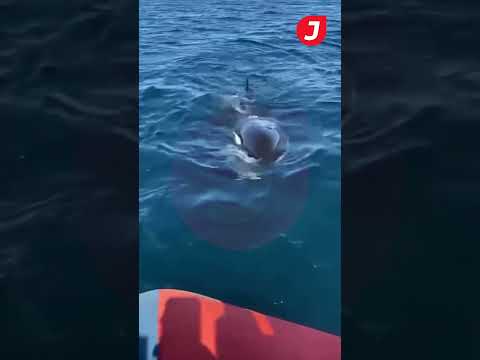 Registraron una orca cazando una cría de delfín en Puerto Madryn