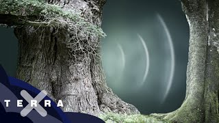 Video-Thumbnail von YouTube