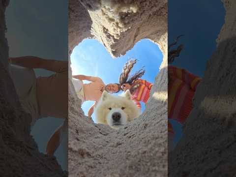 Our annual beach photo tradition 😁😍☀️🌊 #beach #familyphoto #creative #samoyed #dog