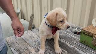 Video preview image #1 Australian Shepherd-Beagle Mix Puppy For Sale in Bandera, TX, USA