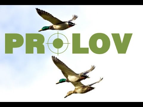 , title : 'PROLOV HUNTING - 2021 Hony na kachny/ Wildenten Jagd/ Wild Duck Hunting'