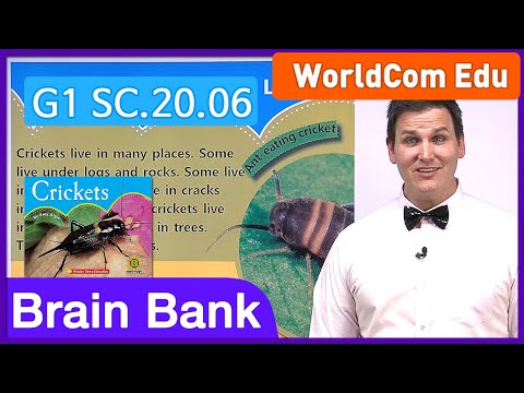 Learn English | Brain Bank Grade 1 Science | 20 Crickets - Part 2 /3 | English stories for Children