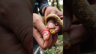 Download lagu রাক্ষুসে সাপের মা*রাত্মক তেজ! Checkered Keelback Snake | Paani Wala Saamp #snakesaverbrothers #viral mp3