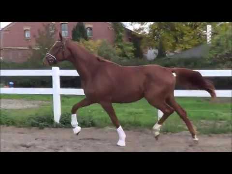 *2017 von FLORISCOUNT - DAMON HILL - QUATERBACK