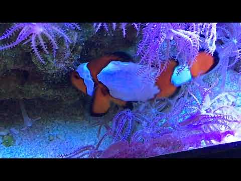 Clownfish Hatching