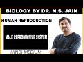 Male Reproductive System (Human Reproduction) | Hindi Medium