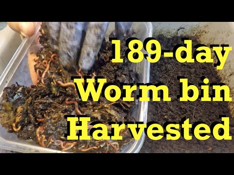 Vermicomposting bin done, worms migrated & casting ready for storage or use - worm farm composting