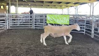 Download lagu Lot 113 mp3