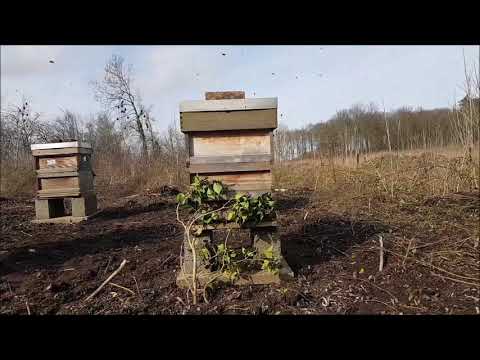 Adie's Bees   Spring dysentery symptoms