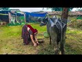 Village Women Dance And Village Life Style Rajasthan India Traditionallife Dance Villagelife