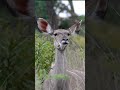 You Won’t Believe How Calmly This Kudu Chews | Peaceful_Tranquil