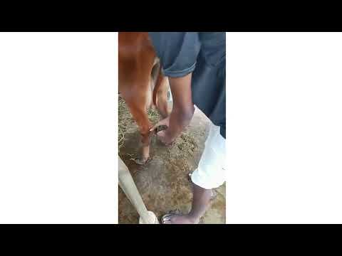 LAHIRU HASAREL (Farm Worker)