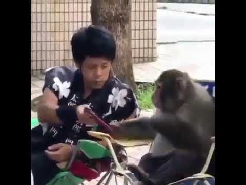 Gülmekten öldüm | Kulaktan kulağa dedikodu #monkey #monkeys #maymun #gıybet #dedikodu #sondakika