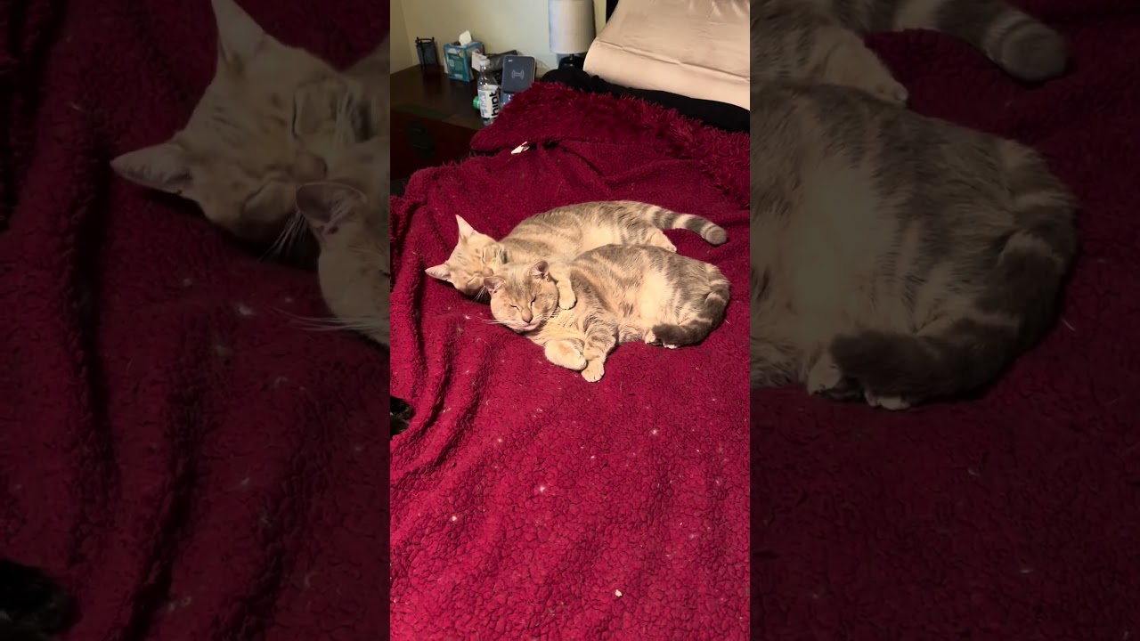 Enlarge Helen, a Adoptable Tabby in Woodinville, WA video 6/6