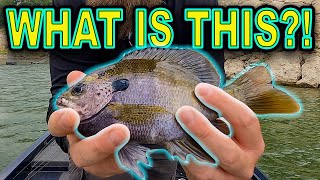 This Is How It All Started... (SURPRISE CATCH) Post-Spawn Power ONLY!