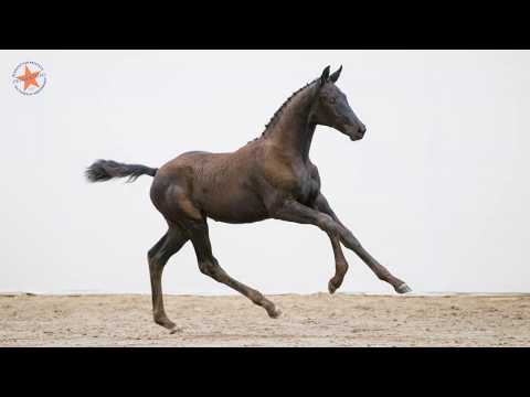 47. Fürstin Modena (Marc Cain x Dancing Hit) - www.prinsjesdag.eu