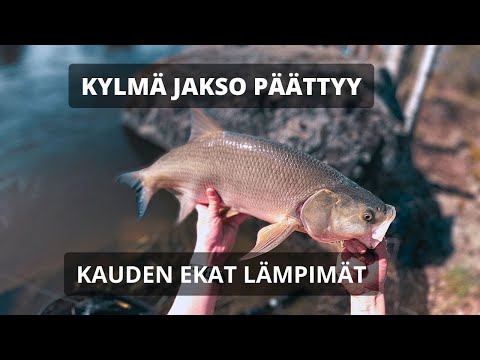 TOUTAIMEN HEITTOKALASTUSTA | Aktiivisuutta havaittavissa pitkän hiljaiselon jälkeen