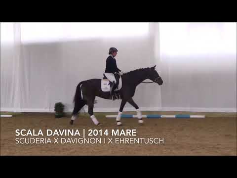 Scala Davina | 2014 Mare | Scuderia X Davignon I X Ehrentusch