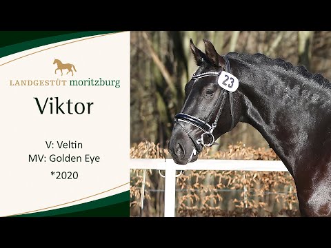 VIKTOR v. Veltin - Golden Eye 2023